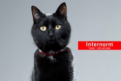 internorm_katze_l